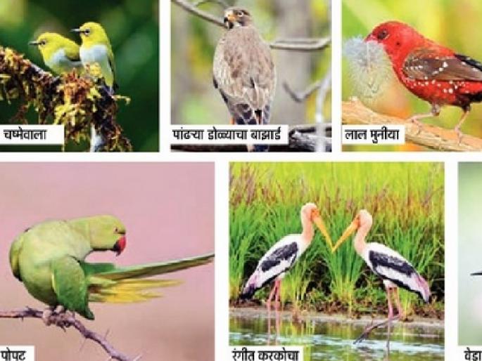 Hundreds of different species of birds are roaming in the swampy areas along the Krishna and Koyna rivers | सिमेंटच्या जंगलातही पाखरांची घरटी! Hundreds of different species of birds are roaming in the swampy areas along the Krishna and Koyna rivers | सिमेंटच्या जंगलातही पाखरांची घरटी!