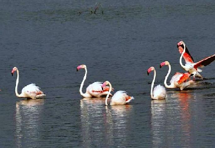 World Wetlands Day : Maharashtra 'Dhang' in the list of wetlands | पाणथळ प्रदेशांच्या यादीत महाराष्ट्र 'ढांग'