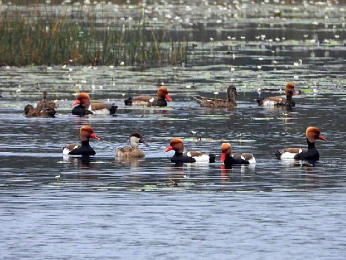 significant increase in the number of migratory birds on the reservoirs | हे दृश्य विलोभनीय.. पाणवठे फुलले स्थलांतरित पक्ष्यांनी significant increase in the number of migratory birds on the reservoirs | हे दृश्य विलोभनीय.. पाणवठे फुलले स्थलांतरित पक्ष्यांनी