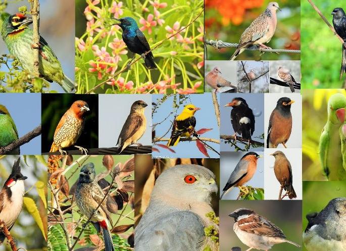 Bird Week celebrated between 5 to 12 november in state | का साजरा केला जातो 'हा' आठवडा 'पक्षी सप्ताह' म्हणून... जाणून घ्या! Bird Week celebrated between 5 to 12 november in state | का साजरा केला जातो 'हा' आठवडा 'पक्षी सप्ताह' म्हणून... जाणून घ्या!