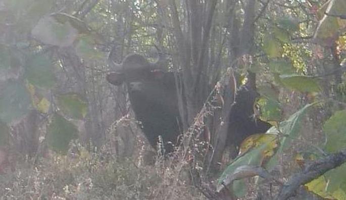 Bison found Gyanganga Sanctuary of Buldhana District | ज्ञानगंगा अभयारण्यामध्ये प्रथमच रानगव्याचे दर्शन Bison found Gyanganga Sanctuary of Buldhana District | ज्ञानगंगा अभयारण्यामध्ये प्रथमच रानगव्याचे दर्शन