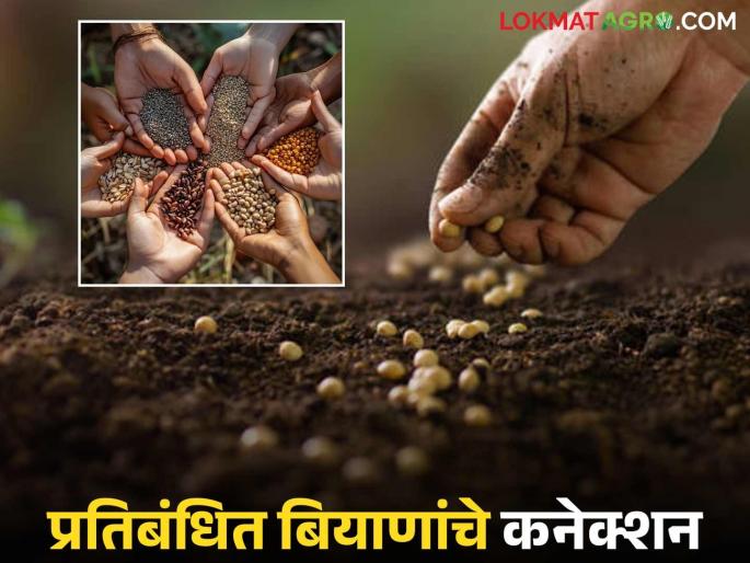'HTBT' Bogus Seeds: latest news Read the details of the connections of brokers from 'these' four states in the sale of 'HTBT' seeds | 'HTBT' Seeds: 'एचटीबीटी' बियाण्यांच्या विक्रीत 'या' चार राज्यांतील दलालांचे कनेक्शन वाचा सविस्तर