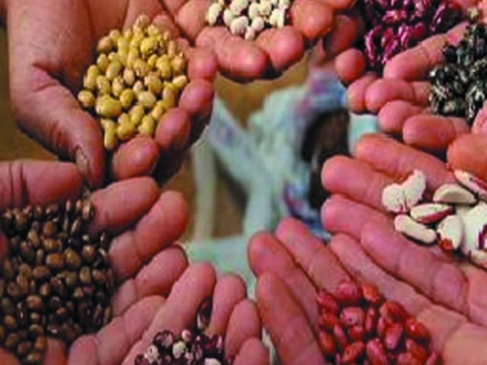 19,142 farmers got benefit of seed subsidy | १९,१४२ शेतकऱ्यांना मिळाला बियाणे अनुदानाचा लाभ 19,142 farmers got benefit of seed subsidy | १९,१४२ शेतकऱ्यांना मिळाला बियाणे अनुदानाचा लाभ