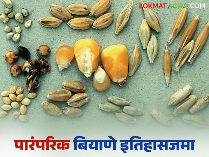 Latest News Traditional seeds are always better than hybrid seeds, read in detail | शेतकऱ्यांनो! संकरित बियाण्यांपेक्षा पारंपरिक बियाणे कधीही चांगले, वाचा सविस्तर 