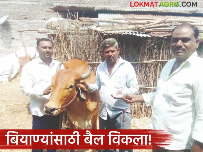 Latest News agriculture News Farmer sells bull to buy seeds for kharif season sowing in jalgaon District | शेतकऱ्याला ऐन पेरणीच्या वेळी काळजाचा तुकडा विकावा लागला, काय घडलं नेमकं? Latest News agriculture News Farmer sells bull to buy seeds for kharif season sowing in jalgaon District | शेतकऱ्याला ऐन पेरणीच्या वेळी काळजाचा तुकडा विकावा लागला, काय घडलं नेमकं?