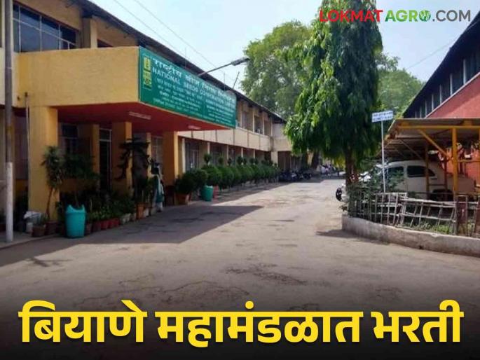 Latest News National Seed Corporation Recruitment for 188 Vacancies, Know Complete Recruitment Process | Biyane Mandal Bharti 2024 : राष्ट्रीय बियाणे महामंडळात 188 जागांसाठी भरती, जाणून घ्या संपूर्ण भरती प्रक्रिया Latest News National Seed Corporation Recruitment for 188 Vacancies, Know Complete Recruitment Process | Biyane Mandal Bharti 2024 : राष्ट्रीय बियाणे महामंडळात 188 जागांसाठी भरती, जाणून घ्या संपूर्ण भरती प्रक्रिया