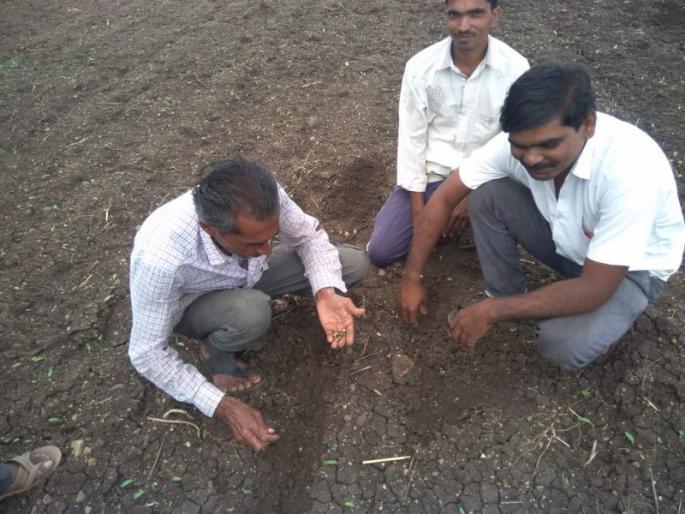 Sown seed does not grow! | पेरलेले बियाणे उगवलेच नाही ! Sown seed does not grow! | पेरलेले बियाणे उगवलेच नाही !
