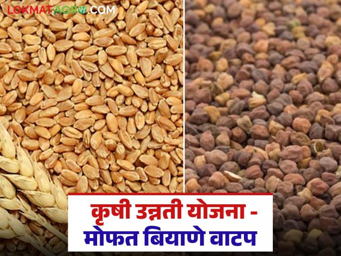 Latest news Biyane Anudan Wheat, gram seeds vikri seeds from 10 kg to 100 kg will be available on subsidy | अनुदानावर गहू, हरभरा बियाणे, 10 किलोपासून ते 100 किलोपर्यंत बियाणे मिळणार Latest news Biyane Anudan Wheat, gram seeds vikri seeds from 10 kg to 100 kg will be available on subsidy | अनुदानावर गहू, हरभरा बियाणे, 10 किलोपासून ते 100 किलोपर्यंत बियाणे मिळणार