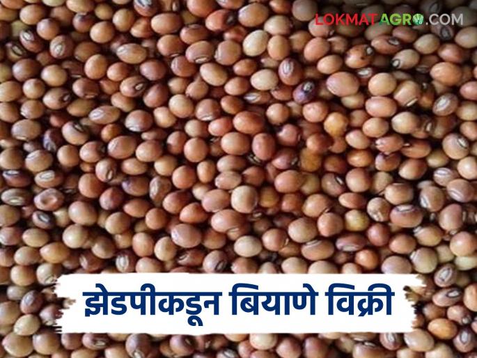 Latest News agriculture News Nashik Zilla Parishad sells seeds at 50 percent subsidy, apply here | नाशिक जिल्हा परिषदेकडून 50 टक्के अनुदानावर बियाणे विक्री, असा करा अर्ज  Latest News agriculture News Nashik Zilla Parishad sells seeds at 50 percent subsidy, apply here | नाशिक जिल्हा परिषदेकडून 50 टक्के अनुदानावर बियाणे विक्री, असा करा अर्ज