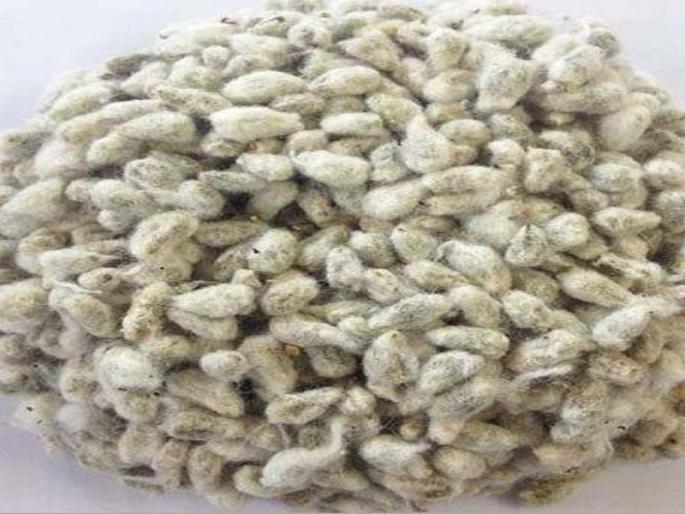 64 percent seed samples of Nandurbar | नंदुरबारातील 64 टक्के बियाणे नमुन्यांची तपासणी 64 percent seed samples of Nandurbar | नंदुरबारातील 64 टक्के बियाणे नमुन्यांची तपासणी