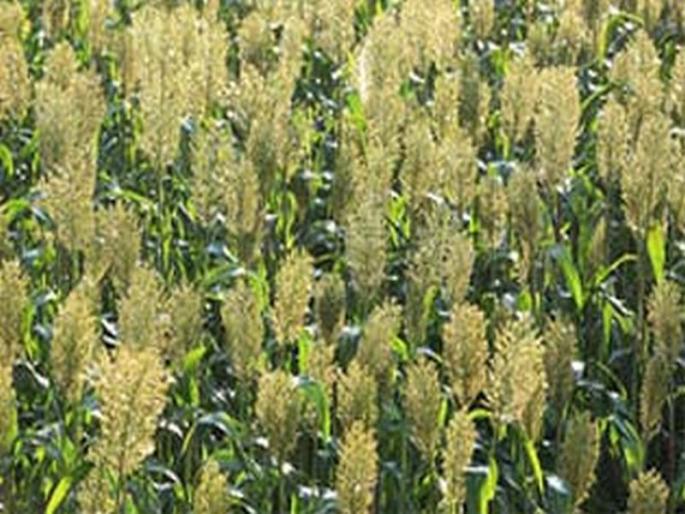 Seed inspection before purchase | खरेदीपूर्वी होणार बियाणे तपासणी Seed inspection before purchase | खरेदीपूर्वी होणार बियाणे तपासणी