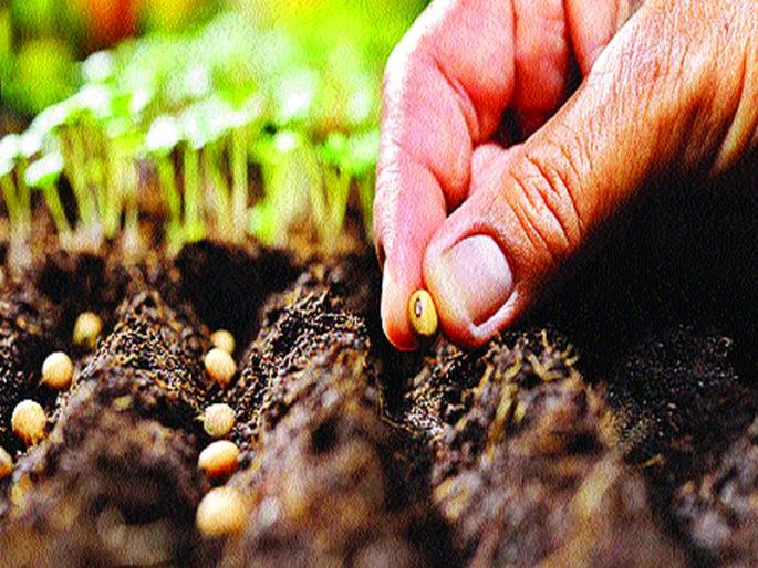 In the Kharif season, arrival of 2000 quintals seeds | खरीप हंगामासाठी २००० क्विंटल बियाण्यांची आवक In the Kharif season, arrival of 2000 quintals seeds | खरीप हंगामासाठी २००० क्विंटल बियाण्यांची आवक