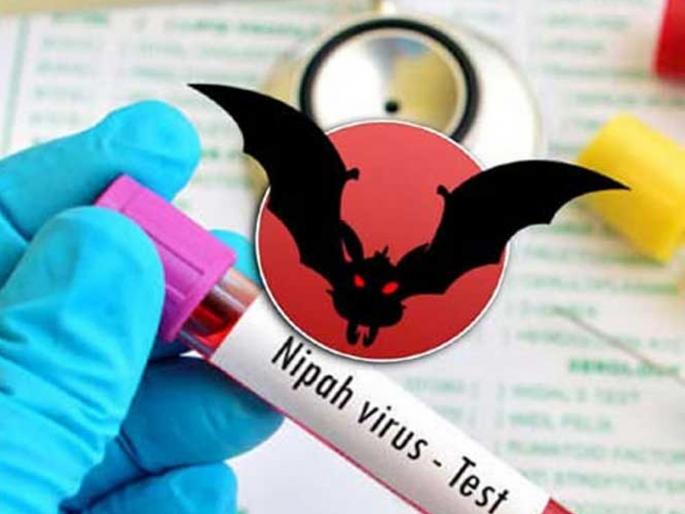 Nipah virus: 11 contacts of child show symptoms; total 251 in close contact in Kerala | Nipah Virus update: बापरे! निपाह झालेल्या मुलाच्या संपर्कात तब्बल 251 लोक; 38 जण हाय रिस्कमध्ये Nipah virus: 11 contacts of child show symptoms; total 251 in close contact in Kerala | Nipah Virus update: बापरे! निपाह झालेल्या मुलाच्या संपर्कात तब्बल 251 लोक; 38 जण हाय रिस्कमध्ये