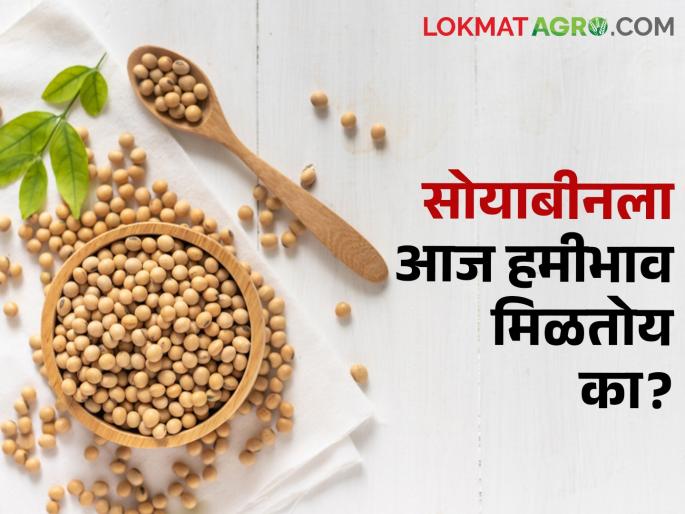 Soybean Market: Inflow of 2985 quintals of soybeans in the state in the morning session,is it guaranteed? | Soybean Market: सकाळच्या सत्रात राज्यात २९८५ क्विंटल सोयाबीनची आवक, हमीभाव मिळतोय का? Soybean Market: Inflow of 2985 quintals of soybeans in the state in the morning session,is it guaranteed? | Soybean Market: सकाळच्या सत्रात राज्यात २९८५ क्विंटल सोयाबीनची आवक, हमीभाव मिळतोय का?