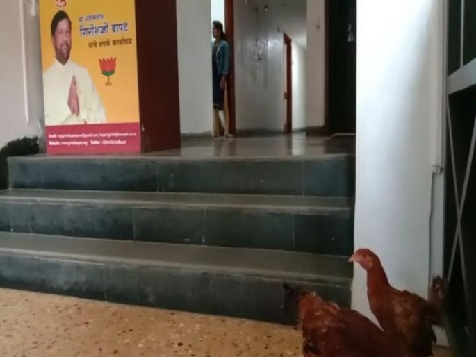 Chickens released by Shiv Sainiks at BJP office in Pune | पुण्यातील भाजप कार्यालयात शिवसैनिकांनी सोडल्या कोंबड्या Chickens released by Shiv Sainiks at BJP office in Pune | पुण्यातील भाजप कार्यालयात शिवसैनिकांनी सोडल्या कोंबड्या