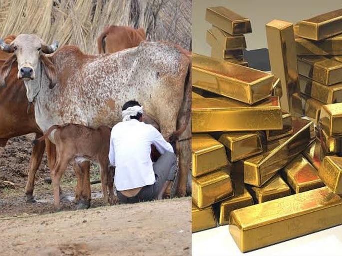 Cow milk is yellow because of the gold fraction | सोन्याचा अंश असल्यानेच गायीचे दूध पिवळसर, भाजप नेत्याचे तर्कट Cow milk is yellow because of the gold fraction | सोन्याचा अंश असल्यानेच गायीचे दूध पिवळसर, भाजप नेत्याचे तर्कट