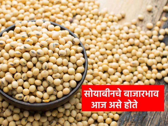 9 thousand 17 quintals of soybeans in the state, the price is getting in other markets including Hingoli, Washim. | राज्यात ९ हजार १७ क्विंटल सोयाबीनची आवक, हिंगोली, वाशिमसह उर्वरित बाजारपेठेत मिळतोय एवढा भाव.. 9 thousand 17 quintals of soybeans in the state, the price is getting in other markets including Hingoli, Washim. | राज्यात ९ हजार १७ क्विंटल सोयाबीनची आवक, हिंगोली, वाशिमसह उर्वरित बाजारपेठेत मिळतोय एवढा भाव..