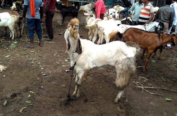 Transfer to Bakramandi APM in Mominpura, Nagpur | नागपूरच्या मोमिनपुऱ्यातील बकरामंडी एपीएमसीत स्थानांतरित करा