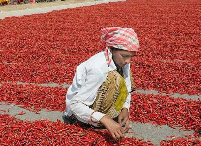 Hundreds of workers from Gadchiroli who have gone to chilli picking are stuck in Telangana | मिरची तोडण्यासाठी गेलेले गडचिरोलीतील शेकडो मजूर अडकले तेलंगणात