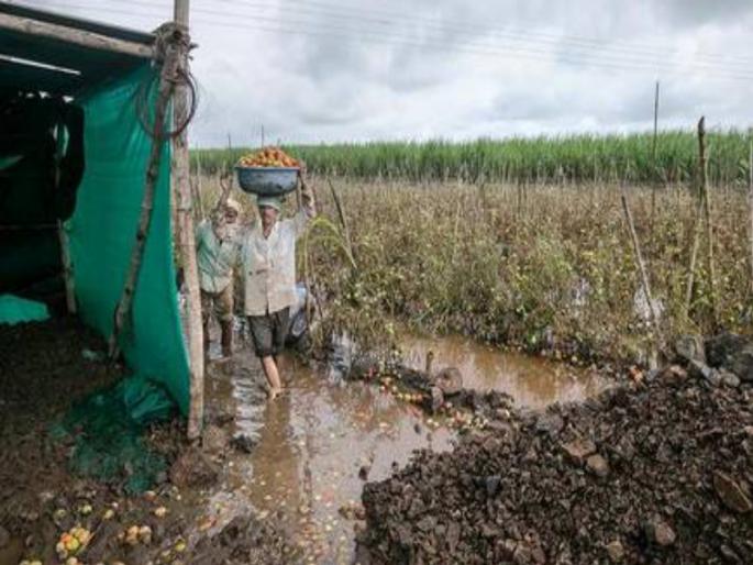 Farmers' help will be stuck in the government of establishment | शेतकऱ्यांची मदत अडकणार सत्तास्थापनेच्या कचाट्यात Farmers' help will be stuck in the government of establishment | शेतकऱ्यांची मदत अडकणार सत्तास्थापनेच्या कचाट्यात