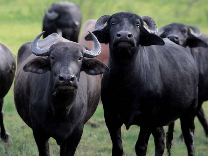 ...there will be neither buying and selling of animals, nor treatment; Financial aid is also off | ...तर जनावरांची ना खरेदी-विक्री करता येणार, ना उपचार; आर्थिक मदतही बंद ...there will be neither buying and selling of animals, nor treatment; Financial aid is also off | ...तर जनावरांची ना खरेदी-विक्री करता येणार, ना उपचार; आर्थिक मदतही बंद