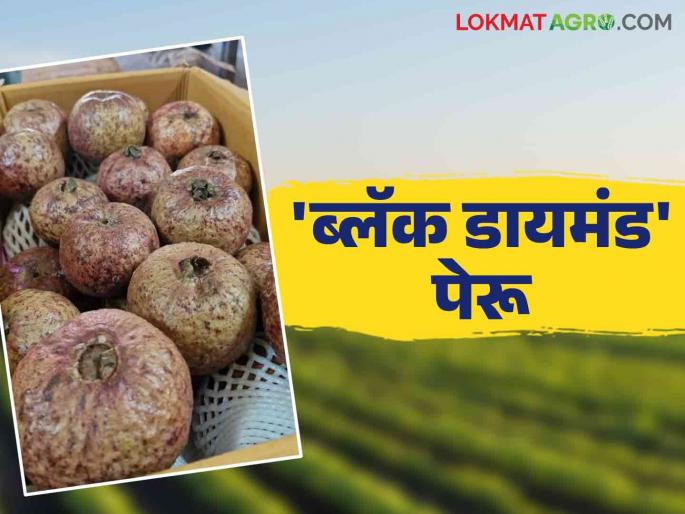 'Black Diamond' guava arrives in kolhapur market; What are the features? and how did you get the price? | 'ब्लॅक डायमंड' पेरूची कोल्हापुर बाजारात आवक; काय आहेत वैशिष्ट्ये? अन् कसा मिळाला दर 'Black Diamond' guava arrives in kolhapur market; What are the features? and how did you get the price? | 'ब्लॅक डायमंड' पेरूची कोल्हापुर बाजारात आवक; काय आहेत वैशिष्ट्ये? अन् कसा मिळाला दर