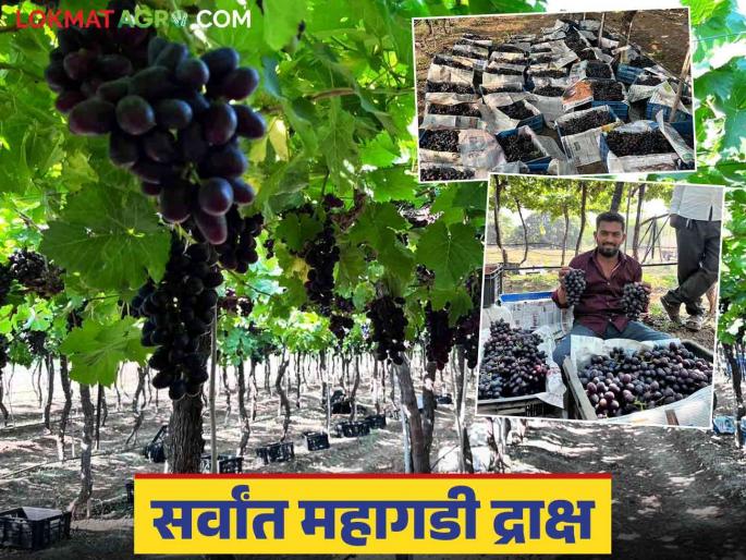 Black grape variety developed by Indapur farmers using mutation breeding methods is becoming popular; Read in detail | इंदापूरच्या शेतकऱ्यांनी उत्परिवर्तन पद्धतीच्या आधाराने वाढविलेल्या काळ्या रंगाचे द्राक्ष वाण ठरतंय पॉप्युलर; वाचा सविस्तर Black grape variety developed by Indapur farmers using mutation breeding methods is becoming popular; Read in detail | इंदापूरच्या शेतकऱ्यांनी उत्परिवर्तन पद्धतीच्या आधाराने वाढविलेल्या काळ्या रंगाचे द्राक्ष वाण ठरतंय पॉप्युलर; वाचा सविस्तर