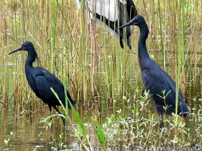 Two unique African birds of the Black Heron genus were spotted in the wetlands of Chiplun | चिपळूणच्या पाणथळीत अवतरला दुर्मिळ ‘ब्लॅक हेरॉन’!, भारतात प्रथमच नोंद Two unique African birds of the Black Heron genus were spotted in the wetlands of Chiplun | चिपळूणच्या पाणथळीत अवतरला दुर्मिळ ‘ब्लॅक हेरॉन’!, भारतात प्रथमच नोंद