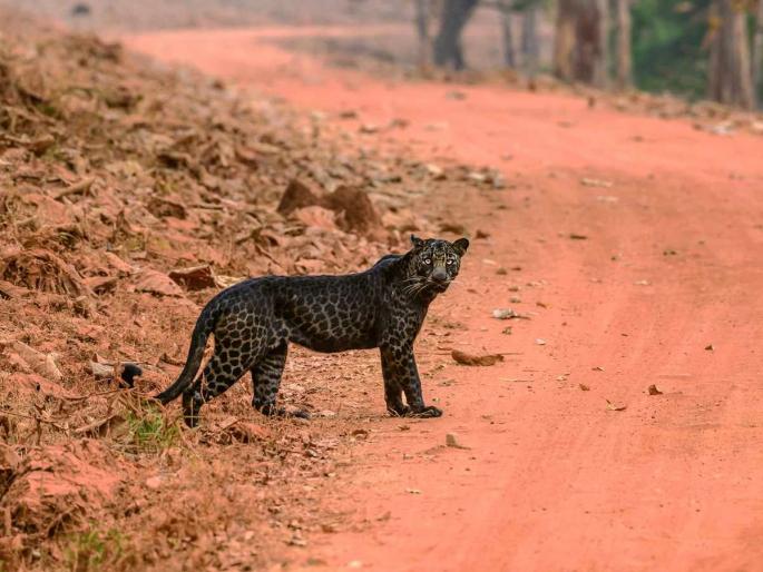A black leopard was seen in Amboli; The distinct identity of Amboli in the entire Western Ghats still survives today | सह्याद्रीमध्ये ब्लॅक पँथर! आंबोलीत पुन्हा काळ्या रंगाचा बिबट्या दिसला