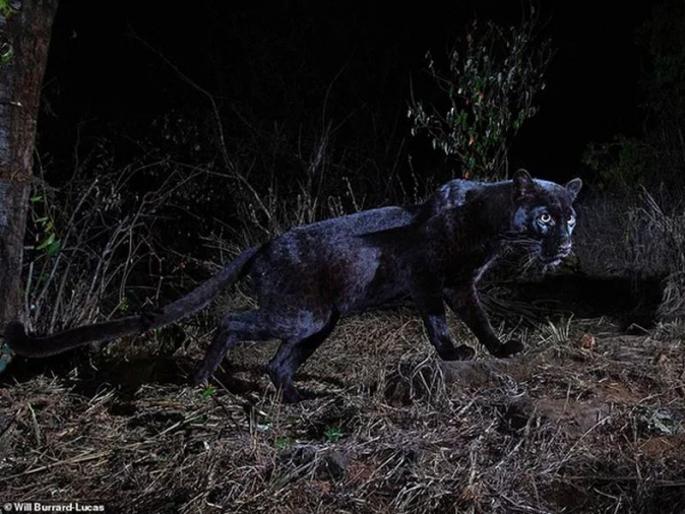 Rare black leopard photographed for the first time in 100 years in Africa | १०० वर्षात प्रथमच समोर आला दुर्मिळ आफ्रिकन काळ्या बिबट्याचा फोटो Rare black leopard photographed for the first time in 100 years in Africa | १०० वर्षात प्रथमच समोर आला दुर्मिळ आफ्रिकन काळ्या बिबट्याचा फोटो