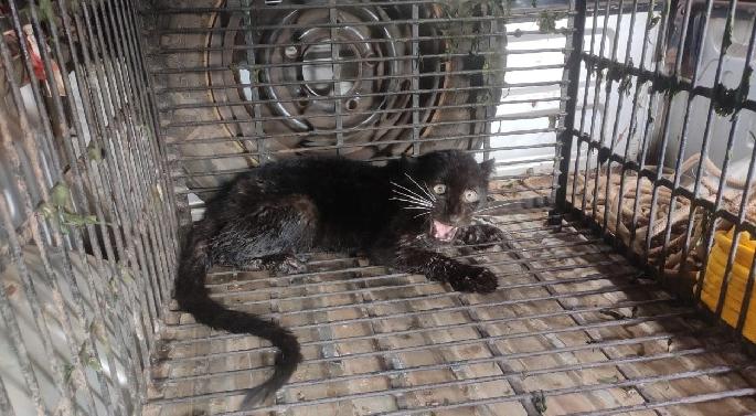 Black Panther found in Sindhudurg | सिंधुदुर्गातील बगिराची वनखात्याकडून सुटका Black Panther found in Sindhudurg | सिंधुदुर्गातील बगिराची वनखात्याकडून सुटका