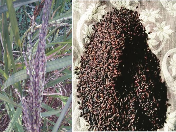 Black rice grown in drought-hit Marathwada, a successful experiment of Baliraja | दुष्काळग्रस्त मराठवाड्यात पिकवला ब्लॅक राईस, बळीराजाचा यशस्वी प्रयोग