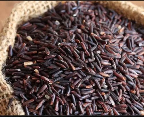 The experiment of cultivating black rice failed due to negligence | काळ्या तांदळाच्या लागवडीचा प्रयोग औदासिन्यामुळे ठरला अपयशी