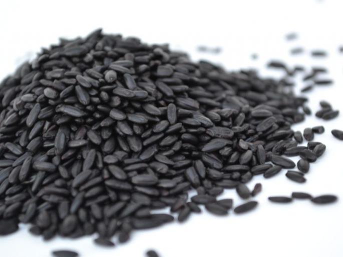 Black Rice produced In Nagpur: The first experiment in the state | नागपुरात पिकविला ‘ब्लॅक राईस’ : राज्यातील पहिलाच प्रयोग Black Rice produced In Nagpur: The first experiment in the state | नागपुरात पिकविला ‘ब्लॅक राईस’ : राज्यातील पहिलाच प्रयोग
