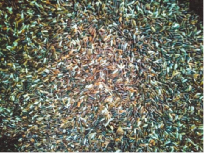 Do you know black rice with medicinal properties? The price is 400 rupees per kg! | औषधी गुणधर्म असलेला काळा तांदूळ माहितीये? भाव आहे ४०० रुपये किलो! Do you know black rice with medicinal properties? The price is 400 rupees per kg! | औषधी गुणधर्म असलेला काळा तांदूळ माहितीये? भाव आहे ४०० रुपये किलो!