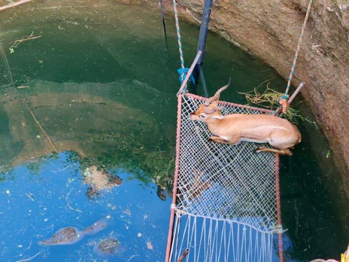 Forest Department Readiness: The time saved in the well of blackout | वनविभागाची तत्परता : विहिरीत पडलेल्या काळवीटाचे वाचविले प्राण