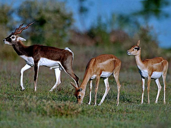 Due to the death of a dog in the Maldapur Kalwat reserve conservation area in Nashik | नाशिकच्या ममदापूर काळविट राखीव संवर्धन क्षेत्रातील ‘त्या’ हरणाचा कुत्र्याच्या हल्ल्यात मृत्यू Due to the death of a dog in the Maldapur Kalwat reserve conservation area in Nashik | नाशिकच्या ममदापूर काळविट राखीव संवर्धन क्षेत्रातील ‘त्या’ हरणाचा कुत्र्याच्या हल्ल्यात मृत्यू