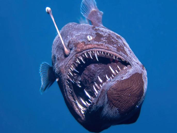 Black Demon Fish Video: 'Black Demon' caught on camera for the first time, this rare video goes viral on social media | पहिल्यांदाच कॅमेऱ्यात कैद झाला 'काळा राक्षस', दुर्मिळ व्हिडीओ सोशल मीडियावर व्हायरल... Black Demon Fish Video: 'Black Demon' caught on camera for the first time, this rare video goes viral on social media | पहिल्यांदाच कॅमेऱ्यात कैद झाला 'काळा राक्षस', दुर्मिळ व्हिडीओ सोशल मीडियावर व्हायरल...