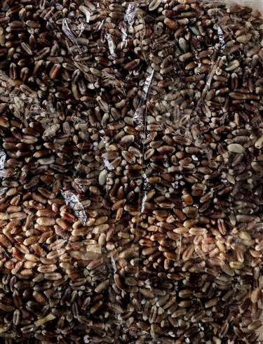 Black wheat arrives at ration shop in Nagpur | नागपुरातील रेशन दुकानात पोहोचला काळा गहू Black wheat arrives at ration shop in Nagpur | नागपुरातील रेशन दुकानात पोहोचला काळा गहू