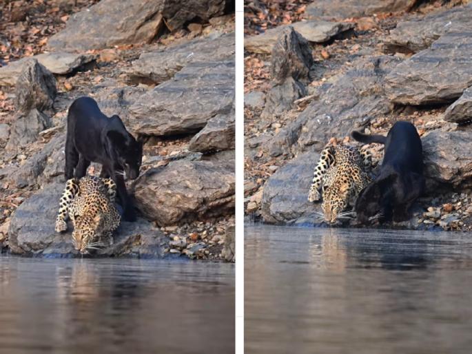 Viral Video: Rare sight in Karnataka forest; Leopard and black panther caught on camera drinking water together | Video: कर्नाटकच्या जंगलातील दुर्मीळ दृश्य; बिबट्या अन् ब्लॅक पँथर एकत्र पाणी पिताना कॅमेऱ्यात कैद Viral Video: Rare sight in Karnataka forest; Leopard and black panther caught on camera drinking water together | Video: कर्नाटकच्या जंगलातील दुर्मीळ दृश्य; बिबट्या अन् ब्लॅक पँथर एकत्र पाणी पिताना कॅमेऱ्यात कैद