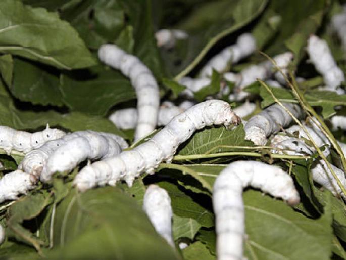 In Mahareshim Abhiyan, this district is the top from Maharashtra, it has won the first number by cultivating silk during drought | महारेशीम अभियानात महाराष्ट्रातून हा जिल्हा अव्वल, दुष्काळात रेशीम लागवड करत पटकावला पहिला नंबर