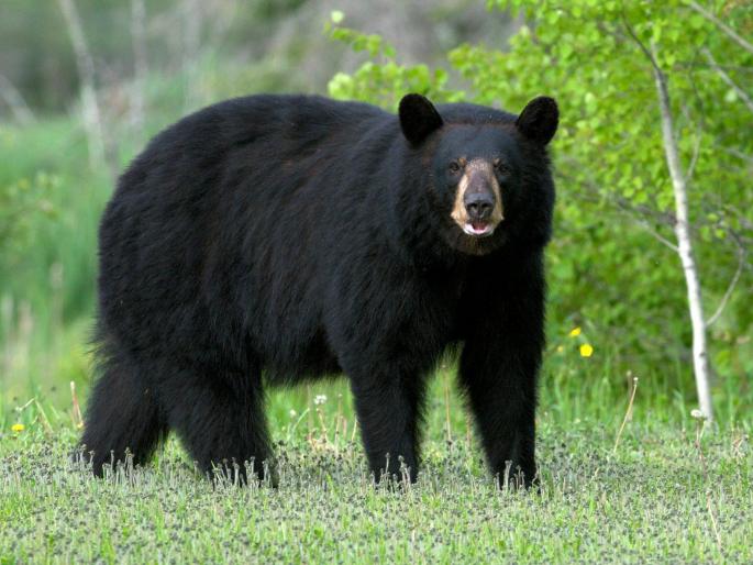 Free movement of bears in Jetwan, filmed by citizens in yavatmal | जेतवनमध्ये अस्वलाचा मुक्तसंचार, नागरिकांनी केले चित्रीकरण Free movement of bears in Jetwan, filmed by citizens in yavatmal | जेतवनमध्ये अस्वलाचा मुक्तसंचार, नागरिकांनी केले चित्रीकरण