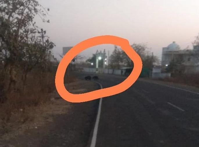 Bear roaming on the Buldana-Malkapur road | बुलडाणा- मलकापूर मार्गावर अस्वलांचा वावर Bear roaming on the Buldana-Malkapur road | बुलडाणा- मलकापूर मार्गावर अस्वलांचा वावर