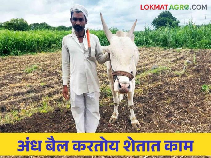 Bailpola Vishesh : What are you saying.. Sonya bullcok has been working for the last 15 years despite not being able to see with two eyes | Bailpola Vishesh : काय सांगताय.. दोन डोळ्यांनी दिसत नसतानाही सोन्या बैल शेतात राबतोय गेली १५ वर्षे Bailpola Vishesh : What are you saying.. Sonya bullcok has been working for the last 15 years despite not being able to see with two eyes | Bailpola Vishesh : काय सांगताय.. दोन डोळ्यांनी दिसत नसतानाही सोन्या बैल शेतात राबतोय गेली १५ वर्षे