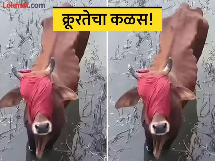blindfolded cow pushed into drain in sirsa of haryana rescued by villagers | मुक्या जीवाचे हाल! गायीच्या डोळ्यांवर पट्टी बांधली, फेकलं नाल्यात; काळजात चर्र करणारी घटना blindfolded cow pushed into drain in sirsa of haryana rescued by villagers | मुक्या जीवाचे हाल! गायीच्या डोळ्यांवर पट्टी बांधली, फेकलं नाल्यात; काळजात चर्र करणारी घटना