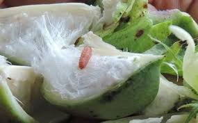 Blolworm on cotton | बोंडअळी जाता जाईना ! Blolworm on cotton | बोंडअळी जाता जाईना !