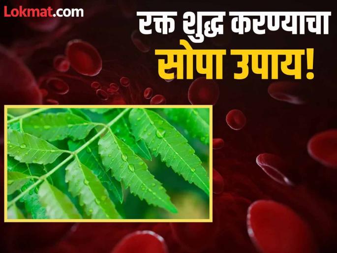 Dr Zaidi told how to use neem to purified blood | सतत थकवा आणि कमजोरी जाणवते? अशुद्ध झालंय तुमचं रक्त, वाचा रक्त शुद्ध करण्याचा सोपा उपाय! Dr Zaidi told how to use neem to purified blood | सतत थकवा आणि कमजोरी जाणवते? अशुद्ध झालंय तुमचं रक्त, वाचा रक्त शुद्ध करण्याचा सोपा उपाय!