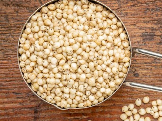 Sorghum Market Prices: What are the prices of Shalu, Maldandi along with Dadar, Spring Sorghum today? | ज्वारी बाजारभाव: आज शाळू, मालदांडीसह दादर, वसंत ज्वारीला काय मिळतोय भाव? Sorghum Market Prices: What are the prices of Shalu, Maldandi along with Dadar, Spring Sorghum today? | ज्वारी बाजारभाव: आज शाळू, मालदांडीसह दादर, वसंत ज्वारीला काय मिळतोय भाव?