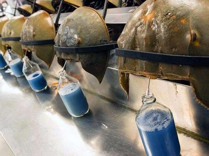The Cost of Horseshoe Crab Blood | इथे १० लाख रुपये लिटरने विकलं जातं 'निळं रक्त'! The Cost of Horseshoe Crab Blood | इथे १० लाख रुपये लिटरने विकलं जातं 'निळं रक्त'!