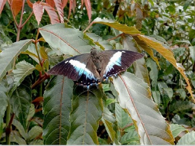 A rare sighting of the Blue Nawab butterfly in sahyadri mountains | Blue Nawab: ब्लू नवाब या दुर्मिळ फुलपाखराचे सह्याद्रीमधील आंबोली जंगलात दर्शन A rare sighting of the Blue Nawab butterfly in sahyadri mountains | Blue Nawab: ब्लू नवाब या दुर्मिळ फुलपाखराचे सह्याद्रीमधील आंबोली जंगलात दर्शन